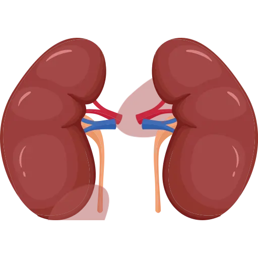 kidney icon